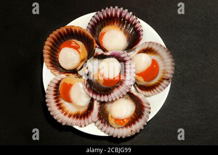 A white plate of big raw fresh scallops with orange caviar and shells on a dark background. Copy space. Stock Photo