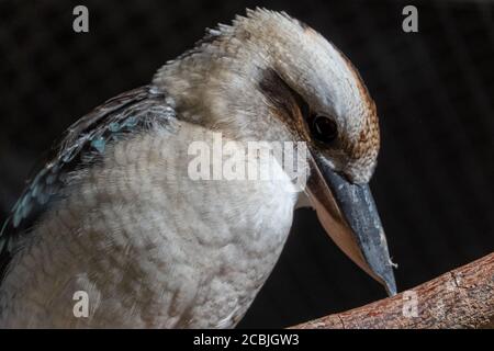 Kookaburras are terrestrial tree kingfishers of the genus Dacelo native to Australia and New Guinea. Close up in a tree. Stock Photo