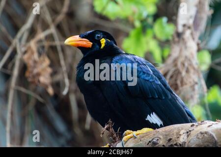 A common hill myna (Gracula religiosa), sometimes spelled 'mynah' and formerly simply known as the hill myna or myna bird Stock Photo