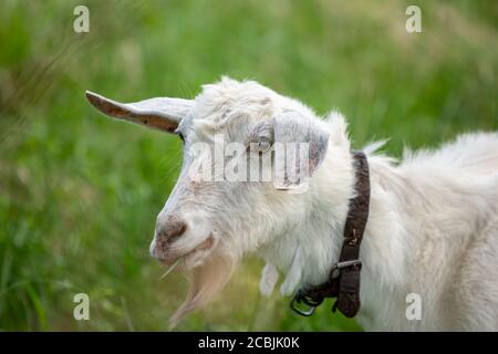 Close up of a white goat with neck strap eating grass. Stock Photo