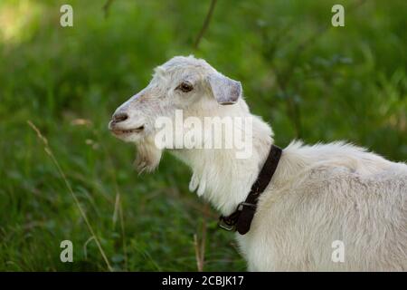 Close up of a white goat with neck strap eating grass. Stock Photo