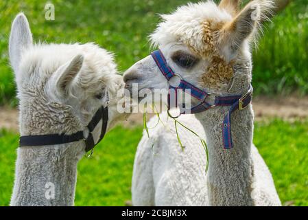 white cute alpaca in a green grass field on a sunny summer day. Stock Photo
