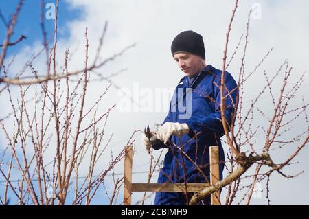 Young man pruning apricot brunches using ladder Stock Photo