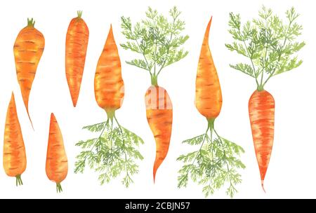 Set of watercolor carrots, bright orange vegetables. Stock Photo