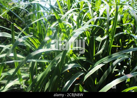 Close up of big pond reeds lit up by sunlight in Pickmere, England Stock Photo
