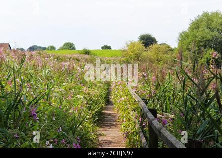 A boardwalk through an overgrown field of wild flowers and reeds on a sunny day in Pickmere, England Stock Photo