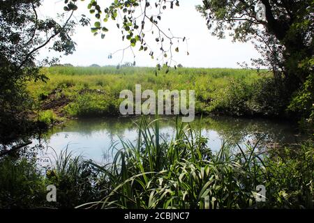 Overgrown pond with reeds, trees and wild plants on a cloudy day in Pickmere, England Stock Photo