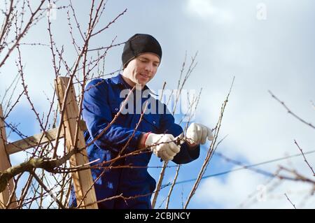 Young man pruning apricot branches using ladder Stock Photo