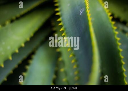 Aloe plant with spiny leaves at the Botanical Gardens in Berlin, Germany Stock Photo