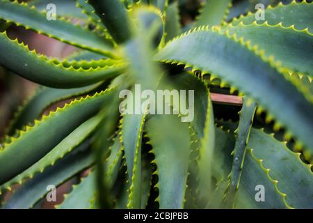 Aloe plant with spiny leaves at the Botanical Gardens in Berlin, Germany Stock Photo