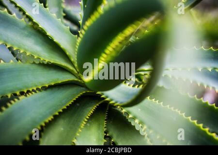 Aloe plant with spiny leaves at the Botanical Gardens in Berlin, Germany Stock Photo