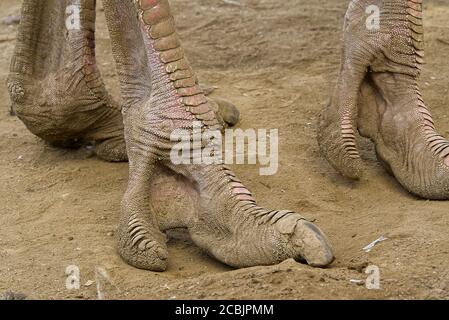 Ostrich Leg on sand close - up, Foot on Floor. Stock Photo
