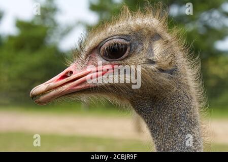 Portrait of a ostrich close-up. Ostrich head Struthio camelus. Stock Photo