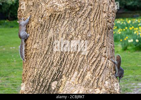 Two squirrels chasing on a tree trunk Stock Photo