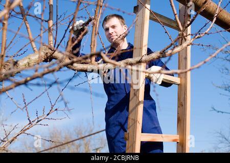 Young man pruning apricot branches Stock Photo