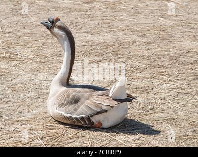 Beautiful brown, Chinese goose basking in the sunlight and resting on hay covered ground in rural Kentucky Stock Photo