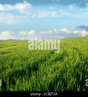 green grass scenery of Sicily agriculture, on background blurred sky and clouds Stock Photo