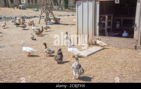 Farmland with shed and variety of ducks and chickens on a sunny day in rural Kentucky Stock Photo