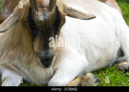 Old big cute goats sleep on a grass on summer day. Close-up. Stock Photo