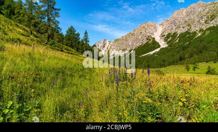 Lupinien und andere Blumen füllen die Alpwiesen auf dem Weg zum Amatschonjoch im Brandnertal, Vorarlberg, Austria. Bergwiesen, Stock Photo