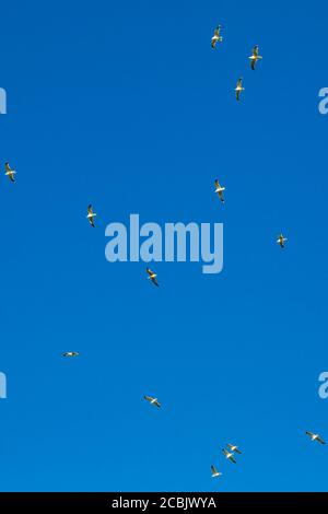 Looking up at seagulls in flight against a clear blue sky Stock Photo