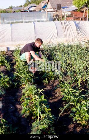pictured in the photo man picking strawberries in the garden Stock Photo