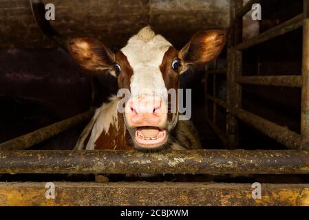 Funny and happy cute baby calf, funny photo great for use with wow memes. Funny shootof wondering orange calf in farm. 2021 Stock Photo