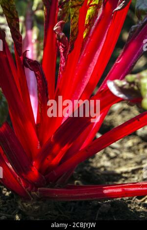 Red Swiss chard vegetable garden red petioles Stock Photo