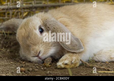 Cute fluffy rabbit in the hay. Gray rabbit on Dry Grass. Stock Photo