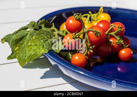 Fresh yellow and red organic cherry tomatoes on a plate with leaves Stock Photo