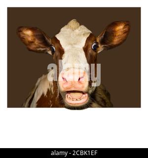 Funny and happy cute baby calf, funny photo great for use with wow memes. Funny shootof wondering orange calf in farm. Stock Photo