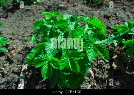 Strawberry bush in early spring on a background of black soil. Strawberry leaves without flowers and berries. Wild strawberry seedlings Stock Photo