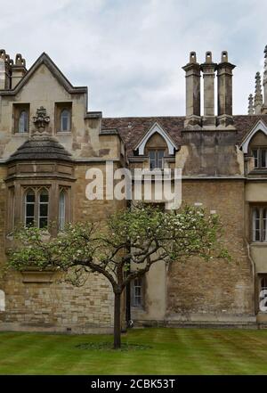 Newton's Apple Tree blossoming at Porter's Lodge, Cambridge, England Stock Photo