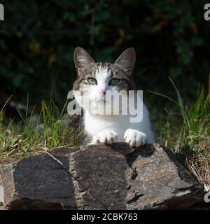 tabby cat Stock Photo
