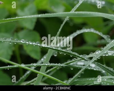 drops of morning dew on the leaves of green grass, green background Stock Photo