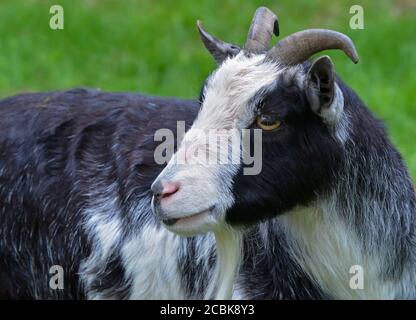 Small black and white horned goat Stock Photo