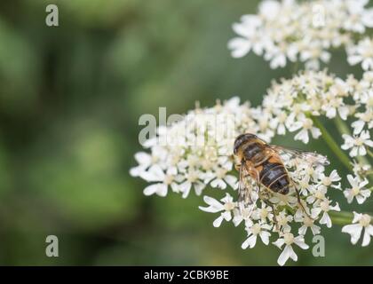 Close shot of hoverfly on flowers of Common Hogweed / Heracleum sphondylium. Male Eristalis tenax ? Fly close up, close-up shot fly. Insects UK. Stock Photo