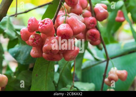 a cluster of  pink wax apples hanging on a tree Stock Photo