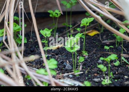 parsley (Petroselinum crispum) growing from rich black planting soil covered over with dried coconut tree leaves Stock Photo