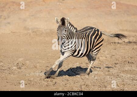 Adult zebra running in muddy riverbed in Kruger Park South Africa Stock Photo