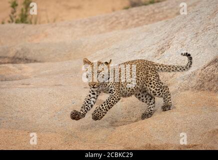 Small leopard cub running on rock and sand in Kruger Park South Africa