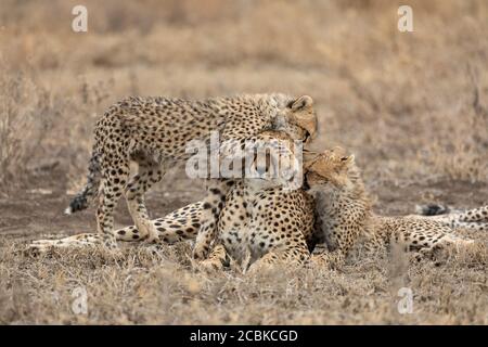 Female cheetah and two juvenile cubs showing affection in dry season in Ndutu Tanzania Stock Photo