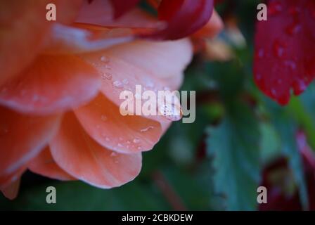 Raindrops on a group of petals Stock Photo