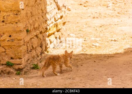 Meknes Royal Stables of the romans, Morocco Stock Photo