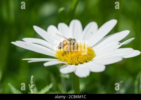 Honeybee on Ox Eye Daisy Flowers Stock Photo