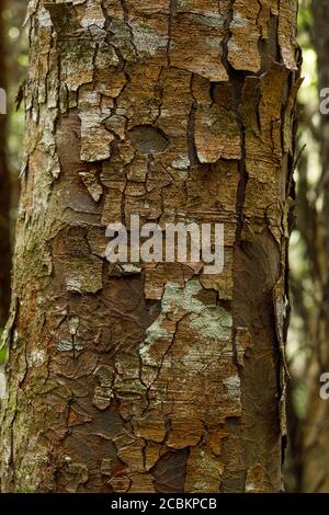 The course paper like bark of the Rimu tree, Dacrydium cupressinum, a large coniferous evergreen and native to the forests of New Zealand. Stock Photo