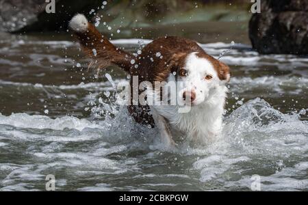 Border collie splashing in the ocean at Luffenholtz Beach, California Stock Photo