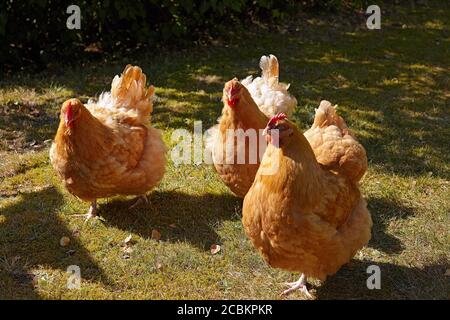 Free Range buff orpington Chicken hen in a garden. Malmkoping sweden Stock Photo