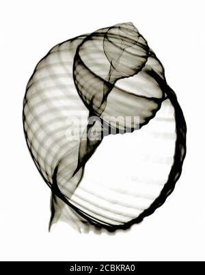 Tun shell, X-ray Stock Photo - Alamy