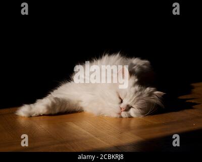 White fluffy cat relaxing in a sunny spot on hardwood floor Stock Photo